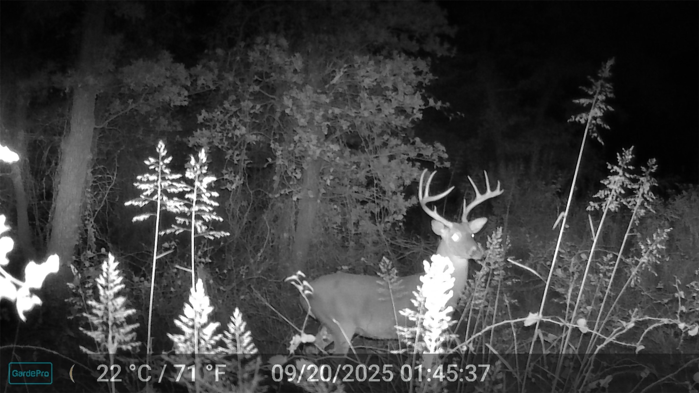 524 County Road 1792 Sunset TX 76270