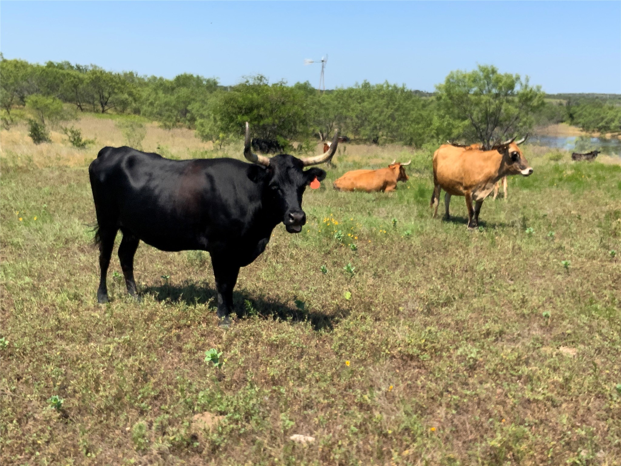 4801 Fm-1702 Gustine TX 76455
