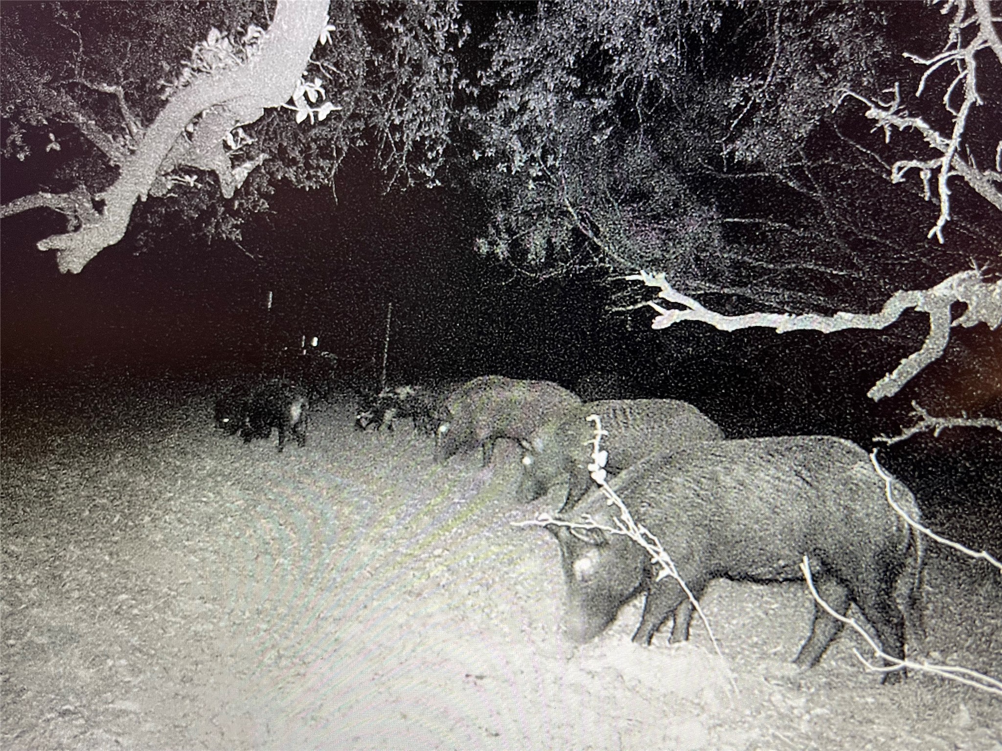 4801 Fm-1702 Gustine TX 76455