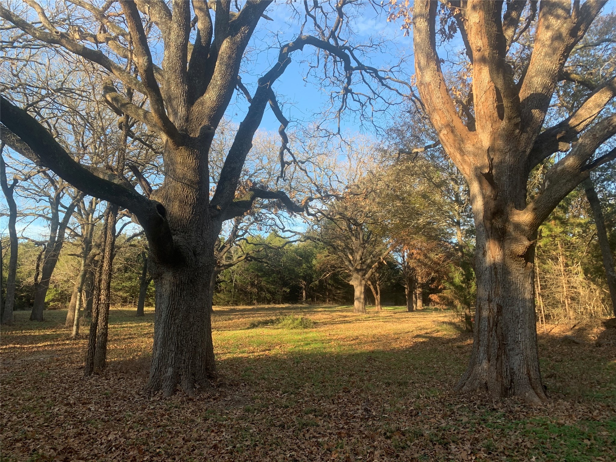 Tbd County Road 2226 Caddo Mills TX 75135