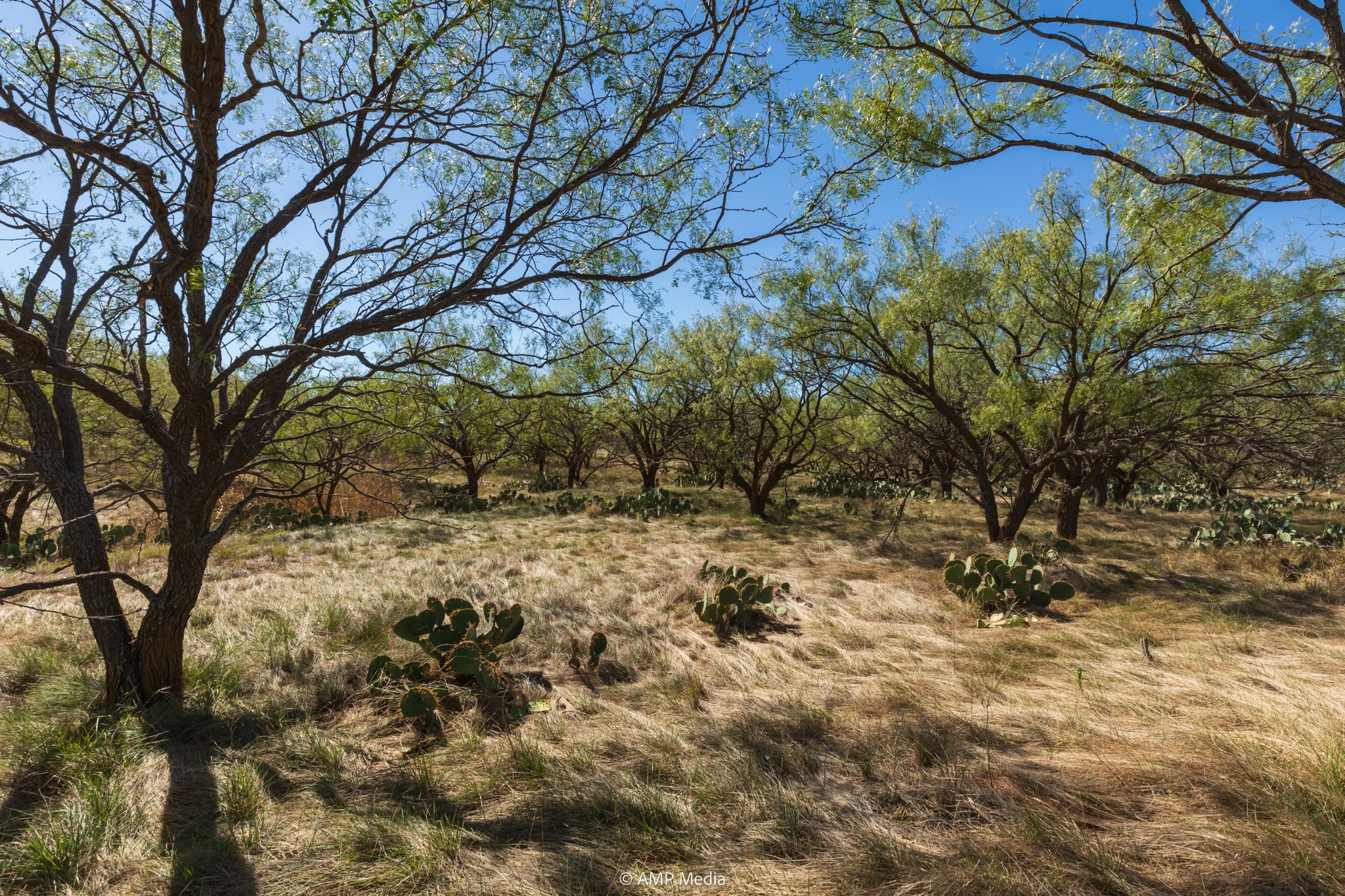 Tbd Us Highway 83 N Ovalo TX 79541