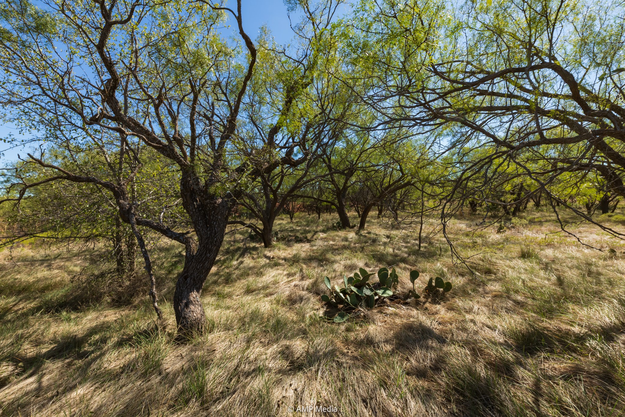 Tbd Us Highway 83 N Ovalo TX 79541