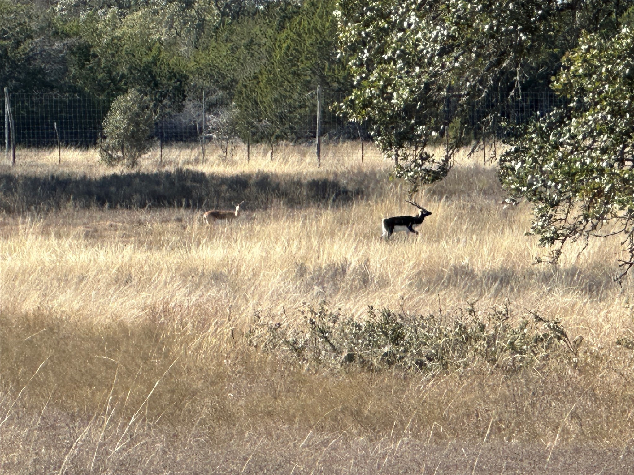 Lot 186 Blackbuck Ridge Drive Lampasas TX 76550