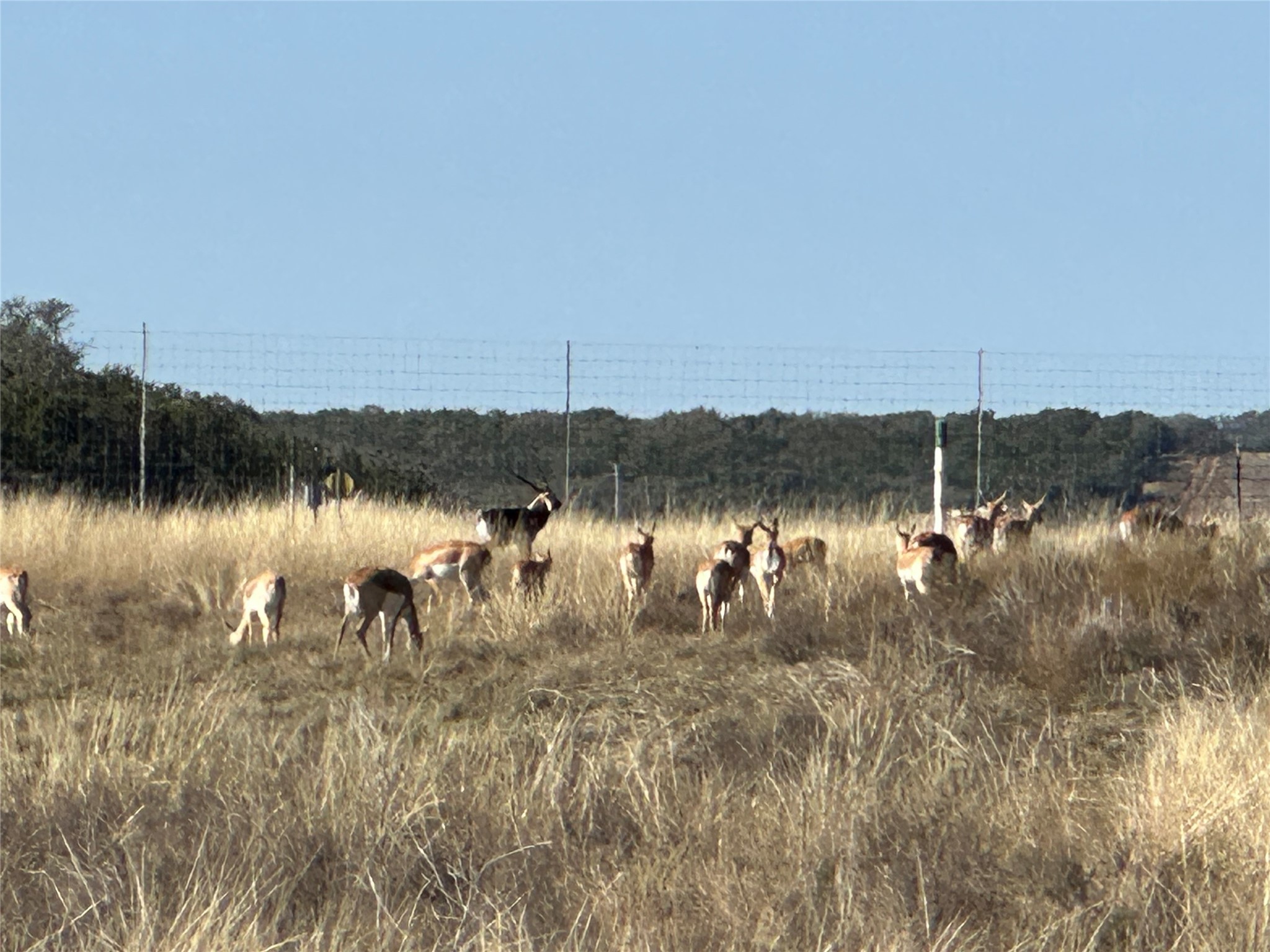 Lot 186 Blackbuck Ridge Drive Lampasas TX 76550