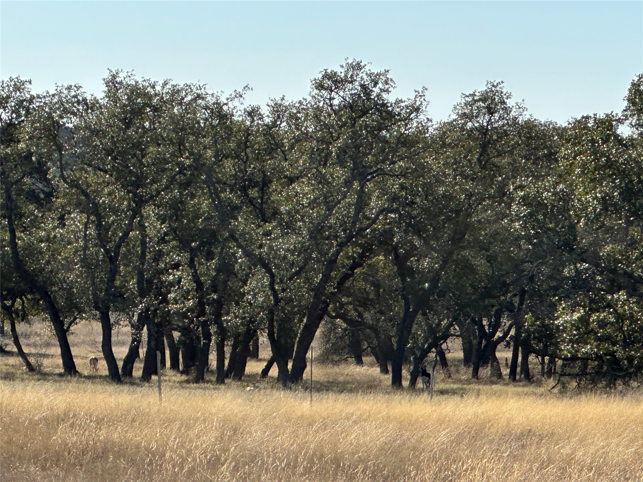 Lot 186 Blackbuck Ridge Drive Lampasas TX 76550