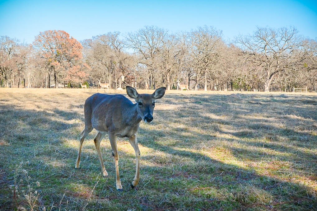 Lot 133 Lincoln Drive Streetman TX 75859