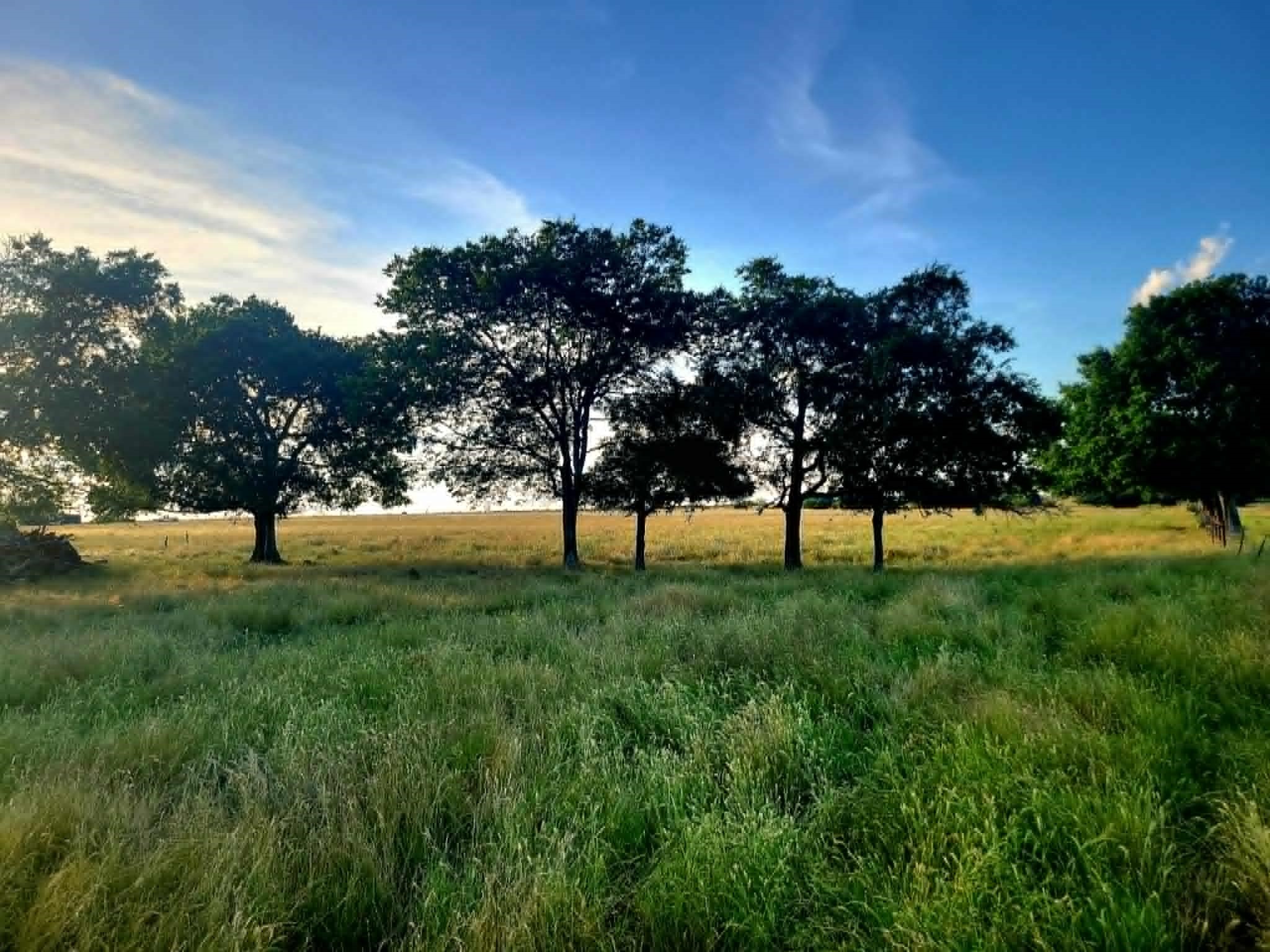Tbd County Road 4720 Wolfe City TX 75496