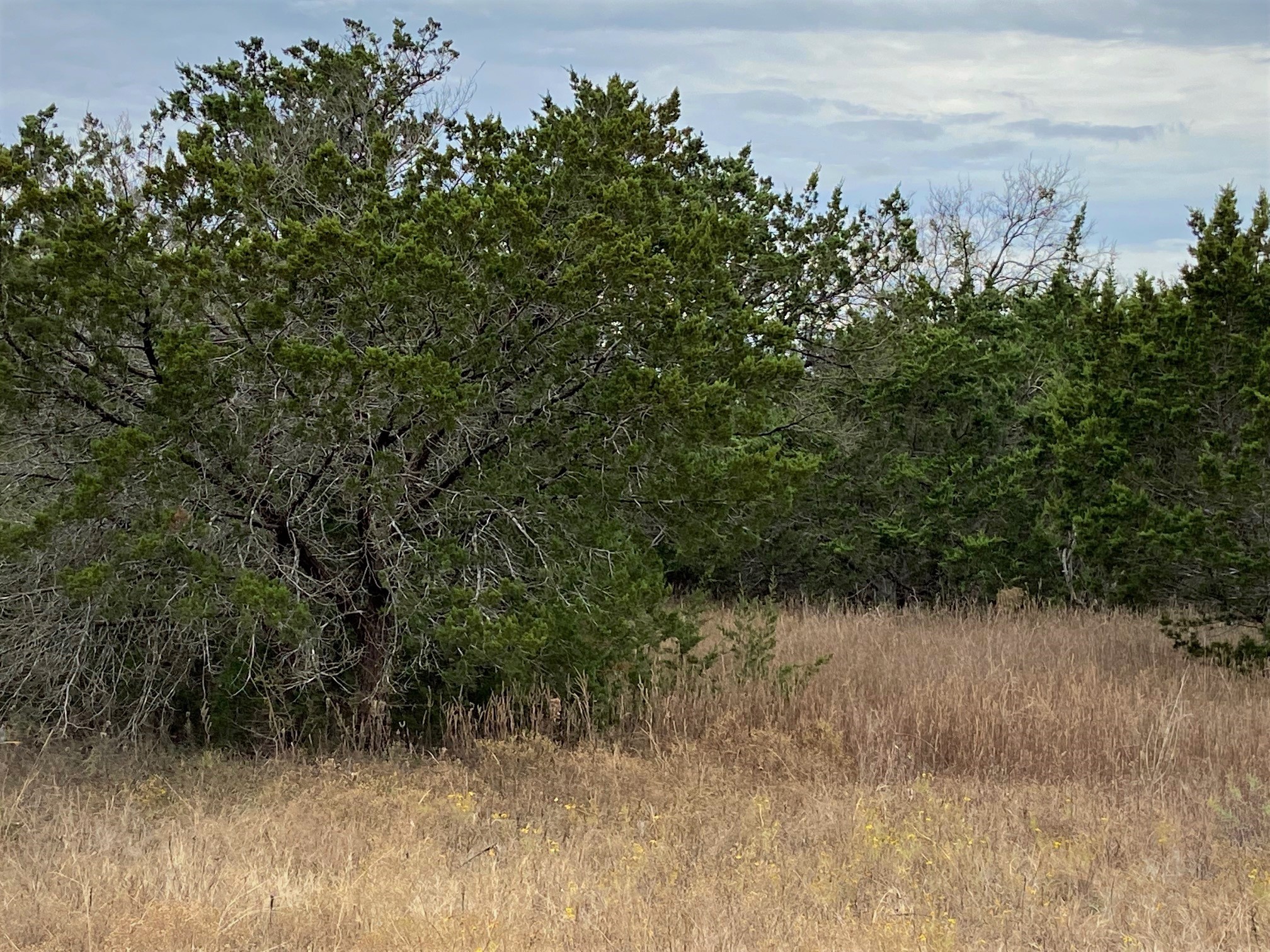 36064 Cedar Ridge Drive Whitney TX 76692