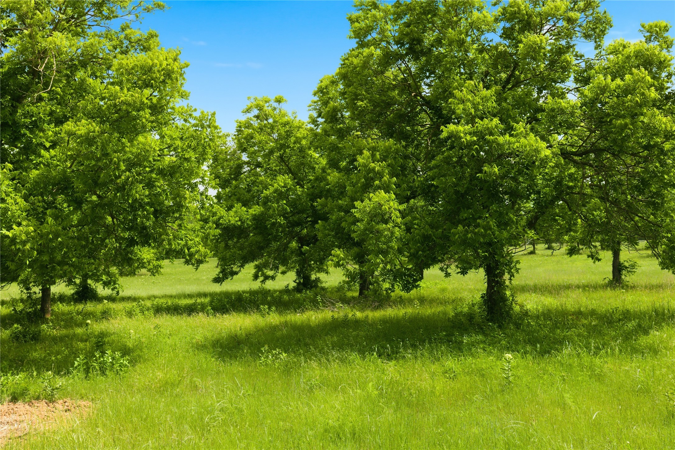 Lot 3 County Road 3430 Lone Oak TX 75453