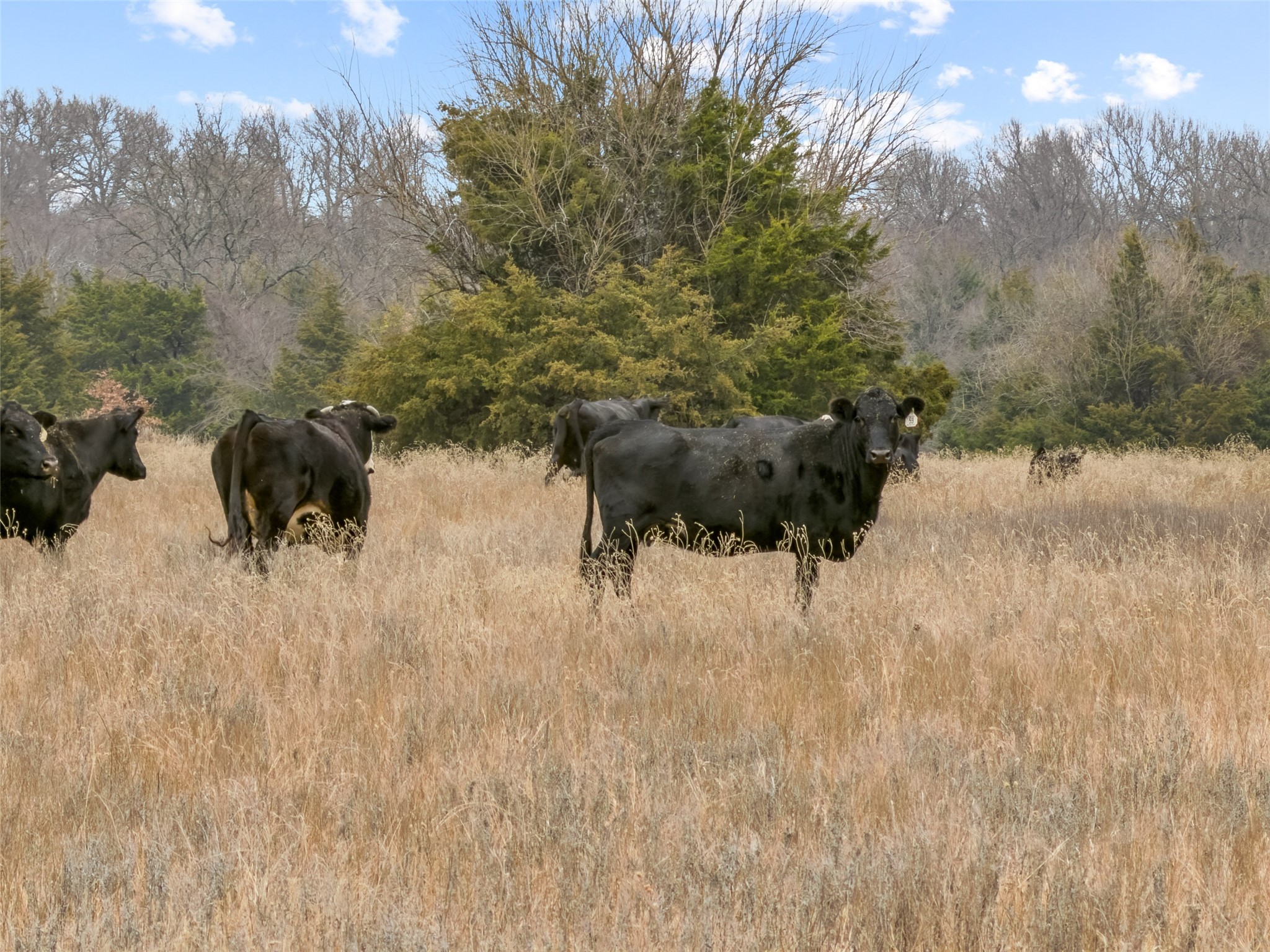 Tract 3 County Road 1255 Savoy TX 75479