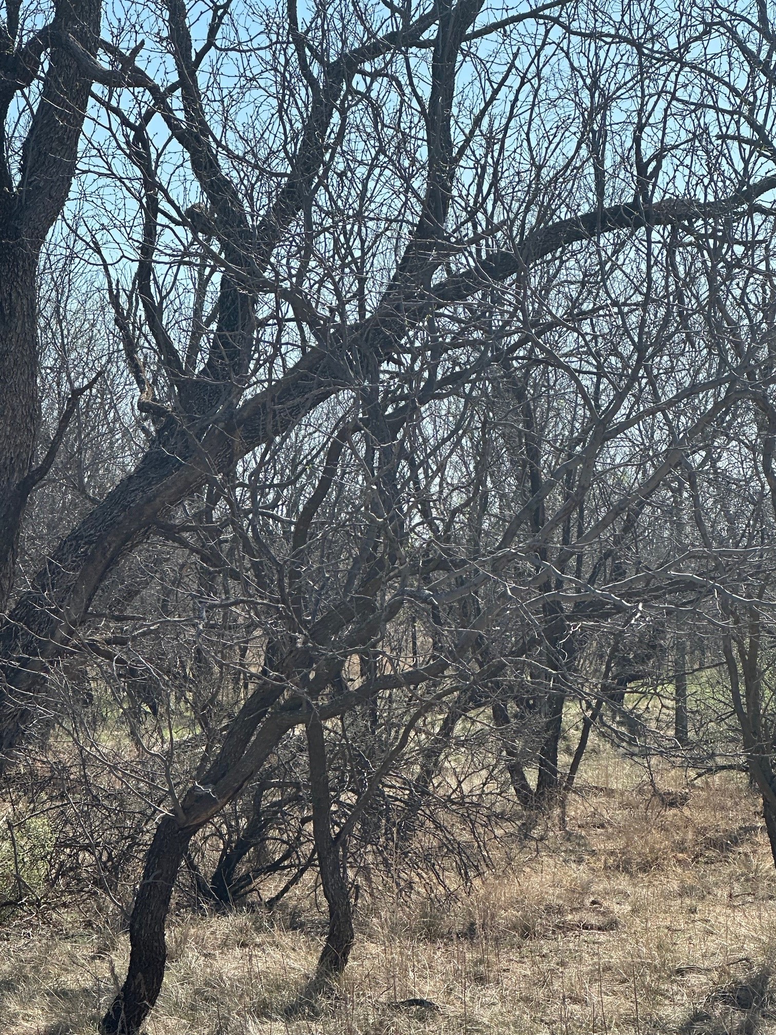 Tbd Pr Off Of Cr 444 Merkel TX 79536