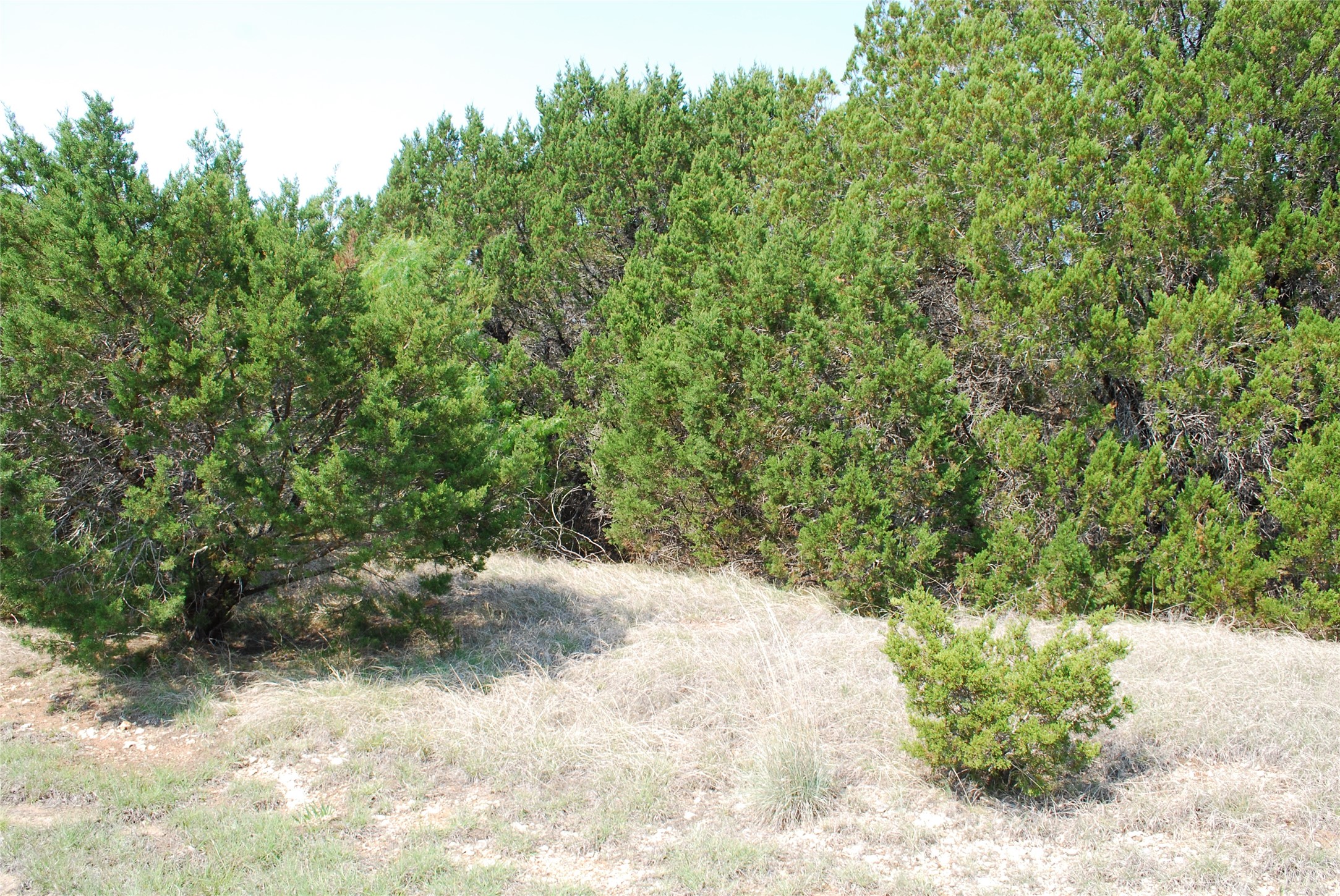 12101 Oak Dale Drive Whitney TX 76692