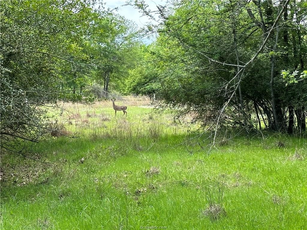 00 Hickory Loop Road Thornton TX 76687