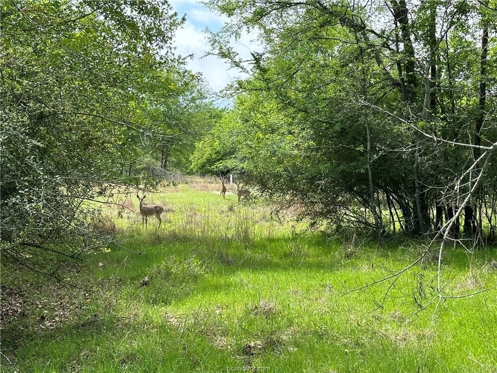 00 Hickory Loop Road Thornton TX 76687