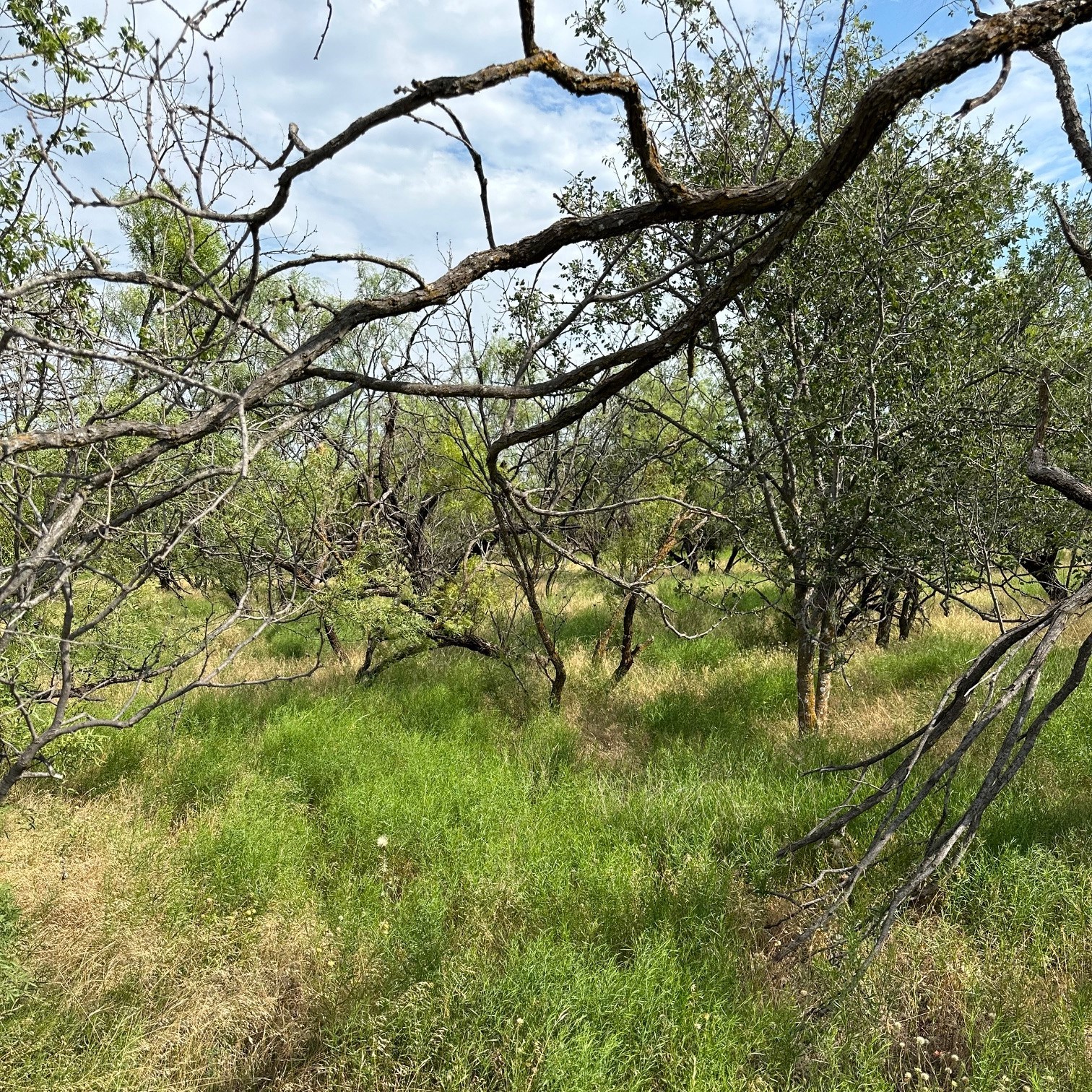 Tract 19 Cr 150 Abilene TX 79601