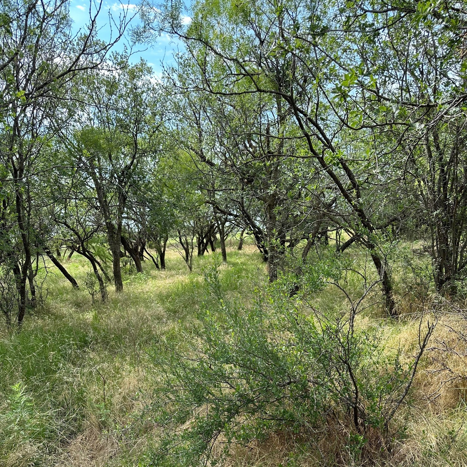 Tract 19 Cr 150 Abilene TX 79601