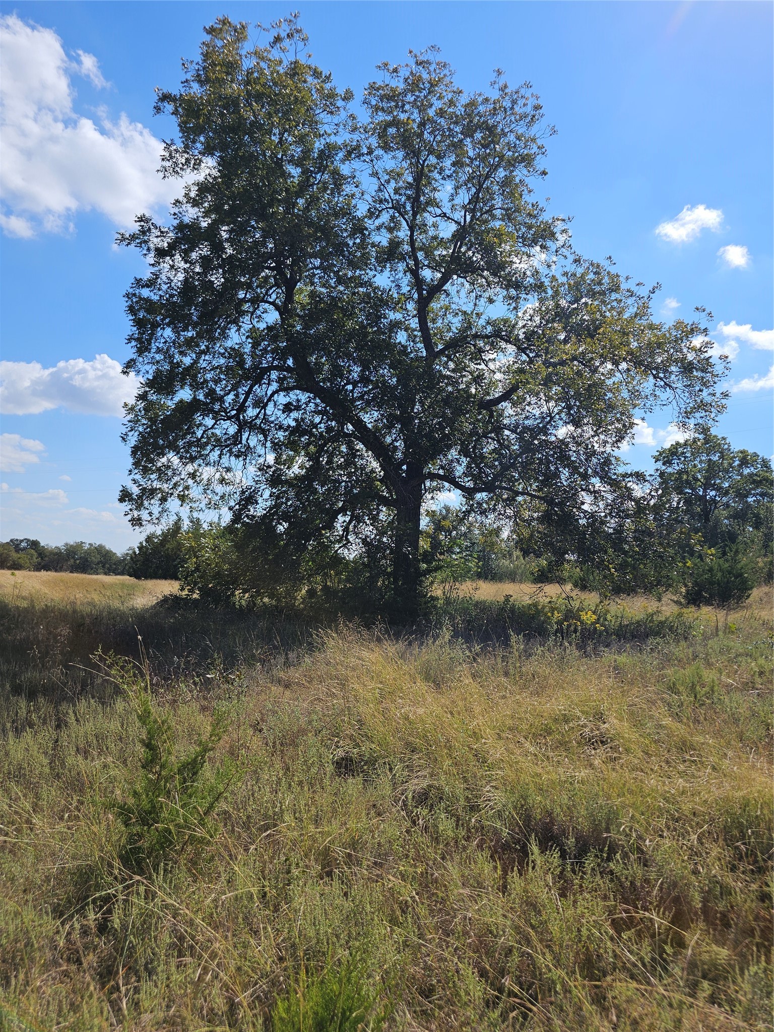 TBD-29.38 Acres Greenbriar Road Gatesville TX 76528
