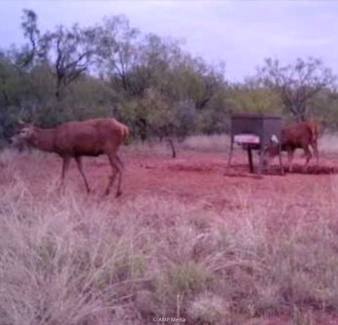 T B D Fm 600 Haskell TX 79521
