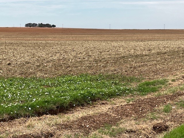 Tbd Fm 611 W Rotan TX 79546