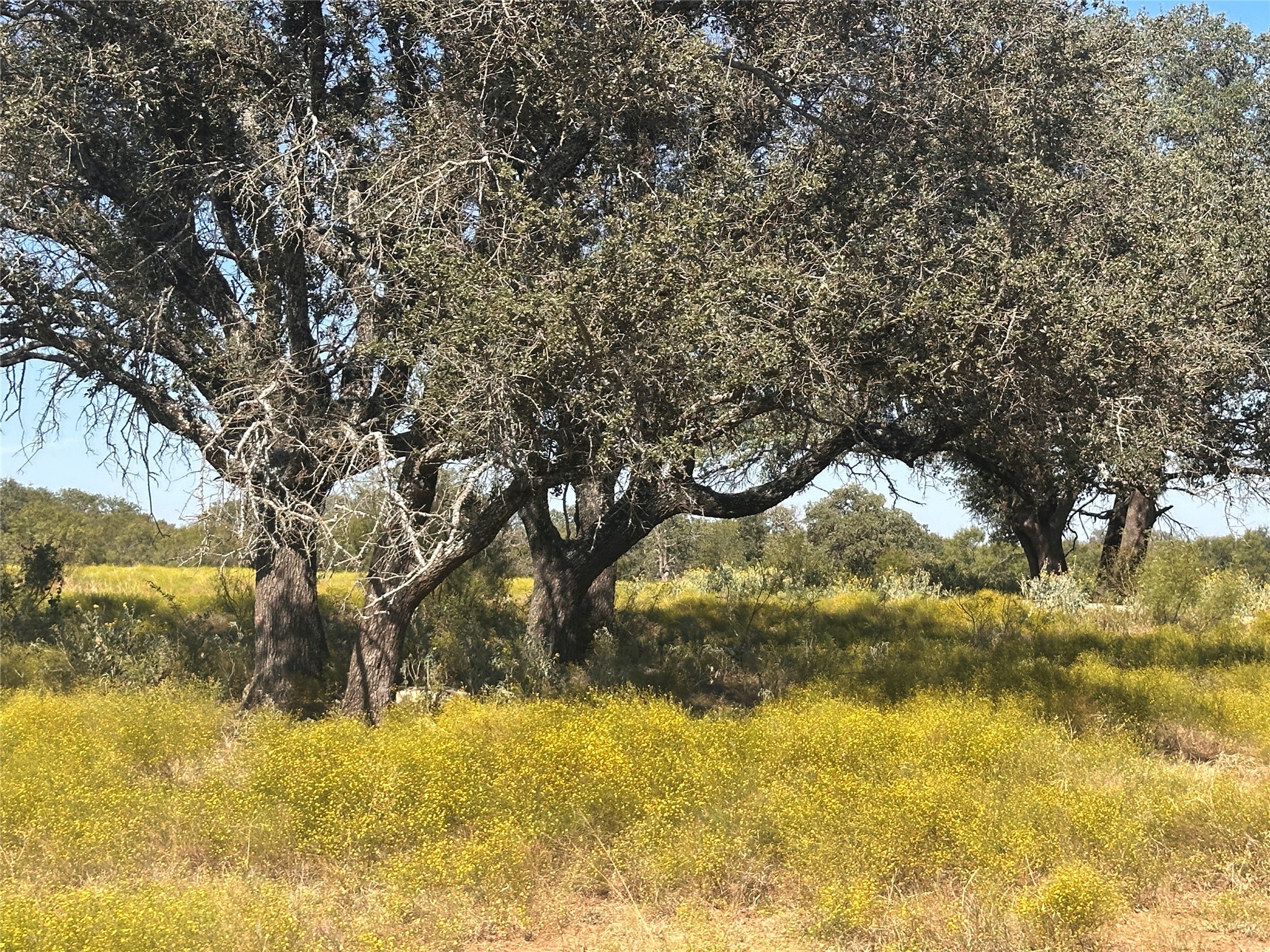 Tbd Lot 24 Mystic Mountain Drive Energy TX 76452