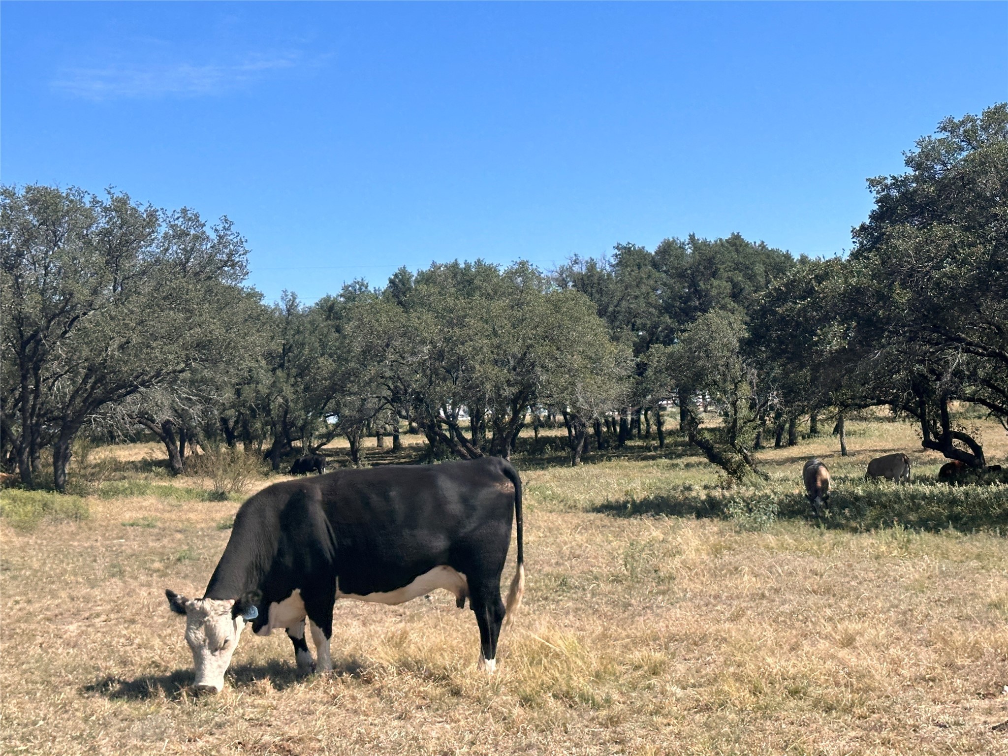 Tbd Lot 24 Mystic Mountain Drive Energy TX 76452