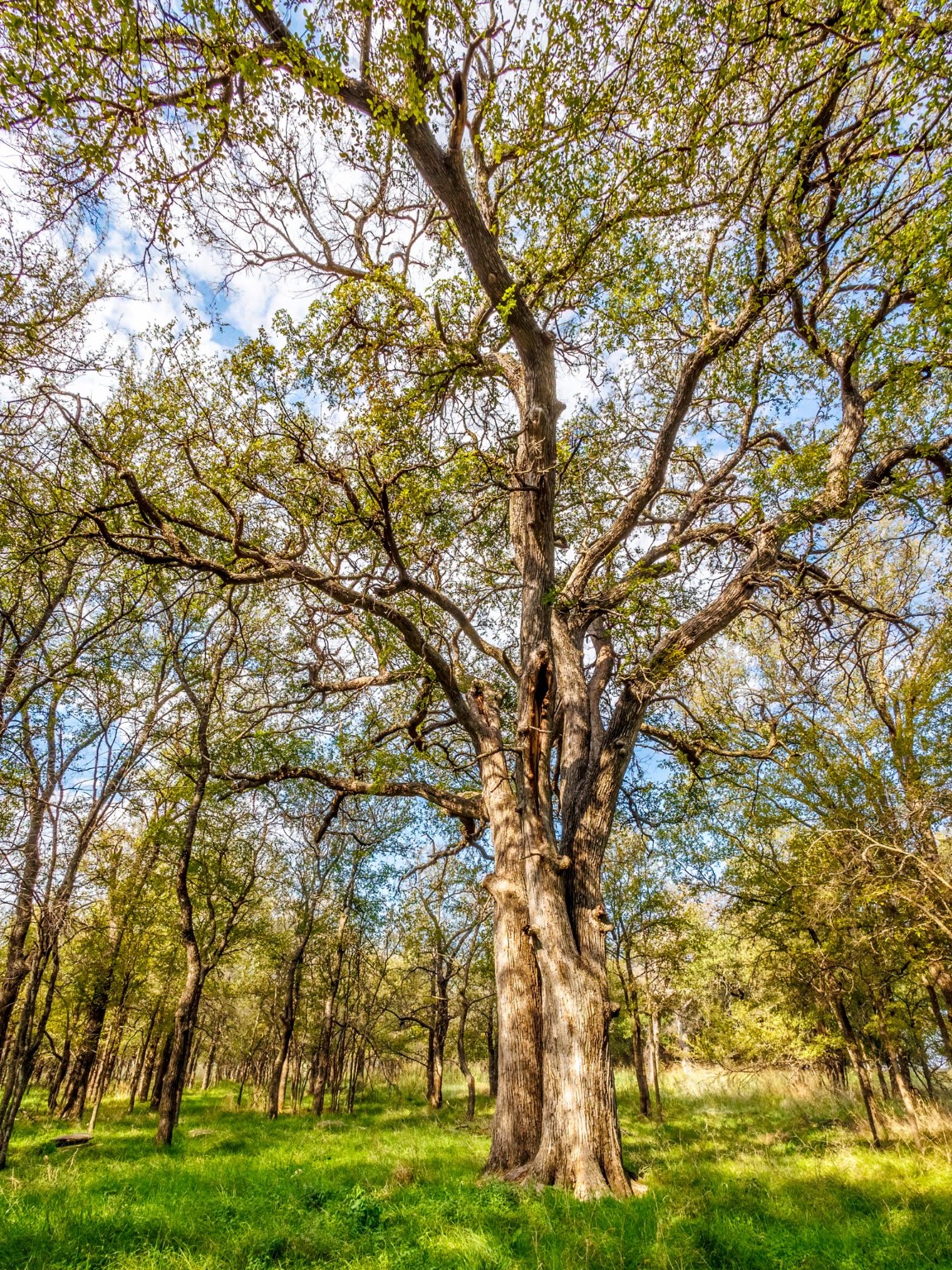 217 County Road 468 De Leon TX 76444