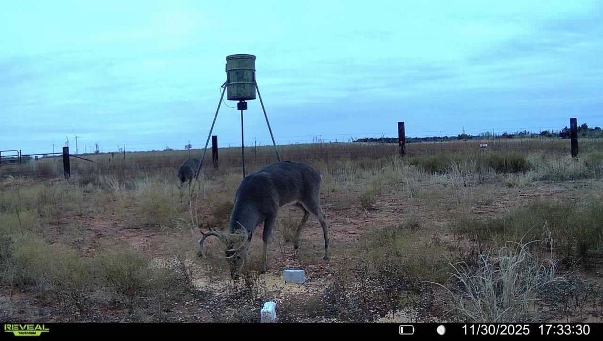 Tbd Fm 1919 Seymour TX 76380