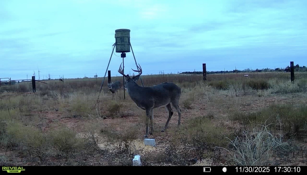 Tbd Fm 1919 Seymour TX 76380