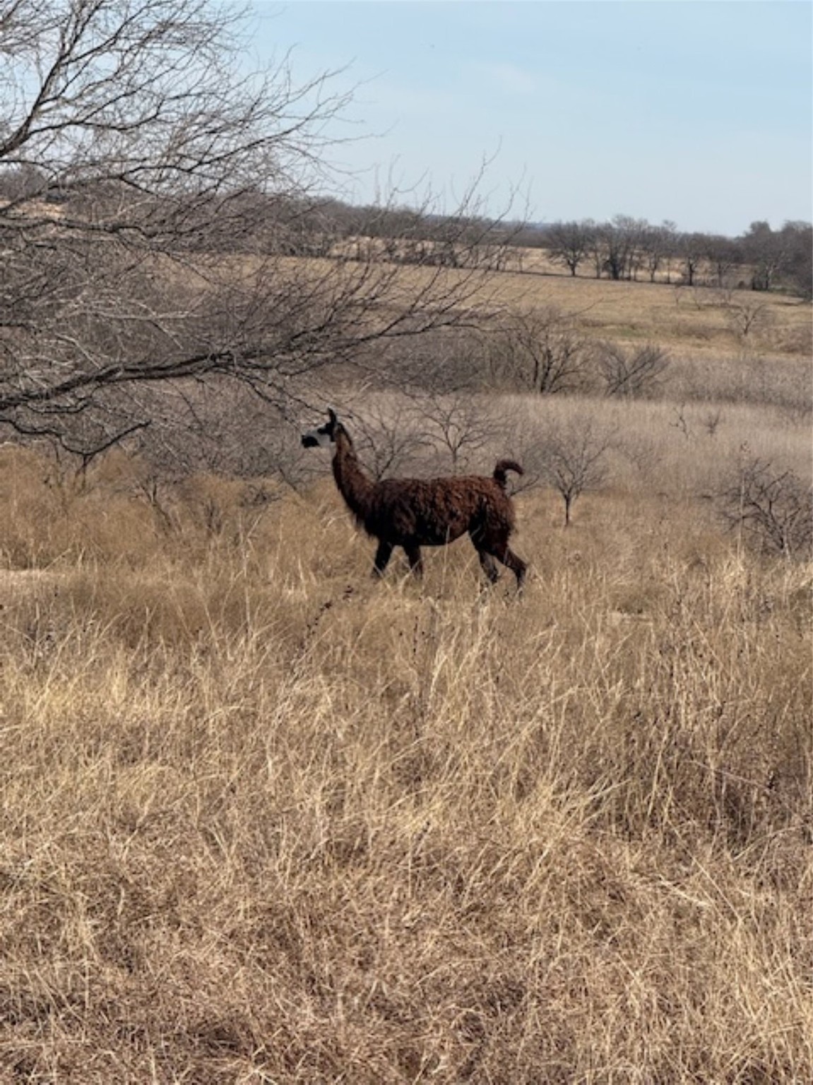 363 County Road 4403 Grandview TX 76050