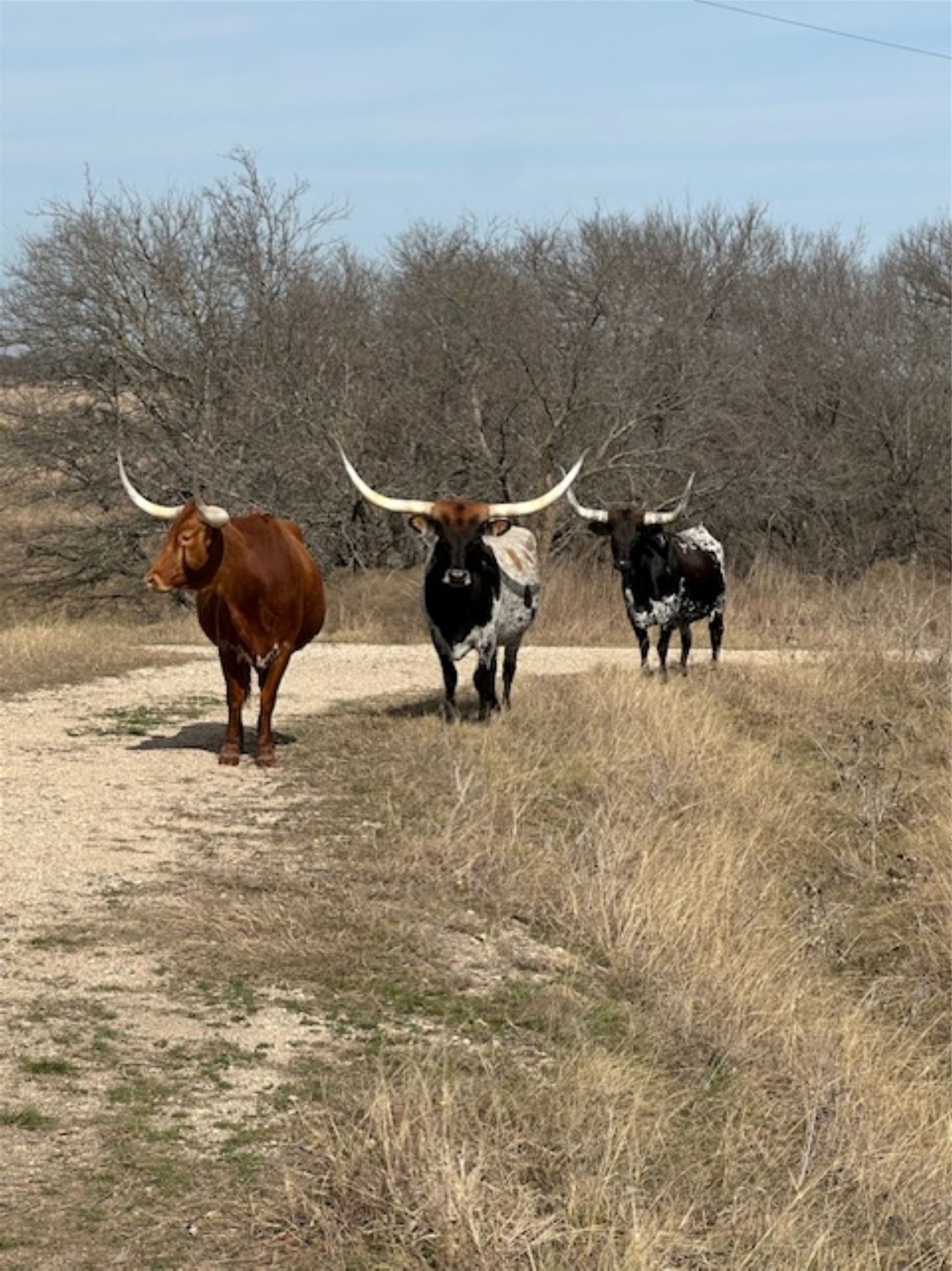 363 County Road 4403 Grandview TX 76050