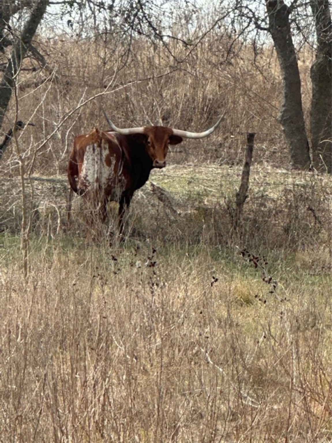 363 County Road 4403 Grandview TX 76050