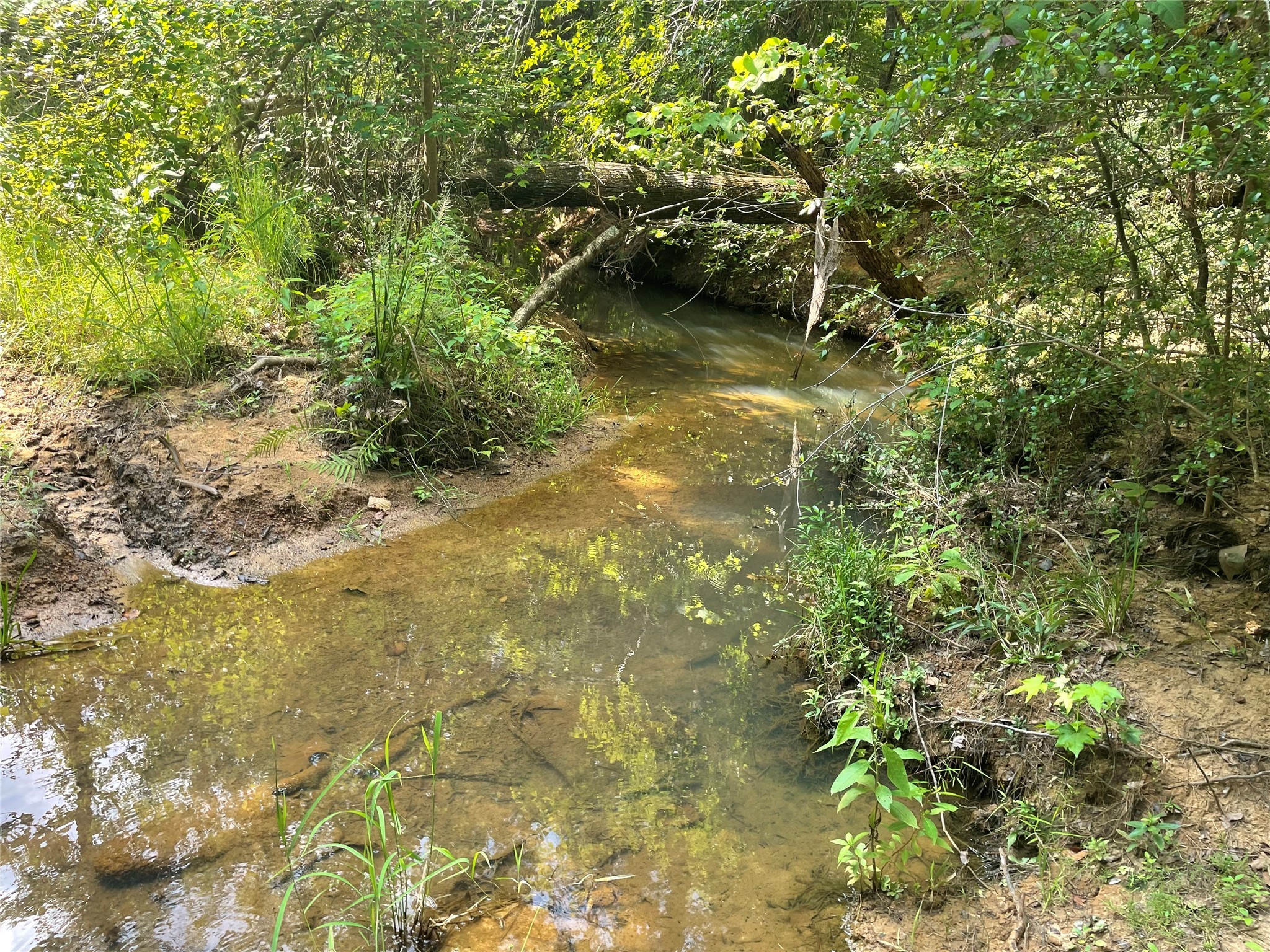 649 An County Road 1215 Grapeland TX 75844