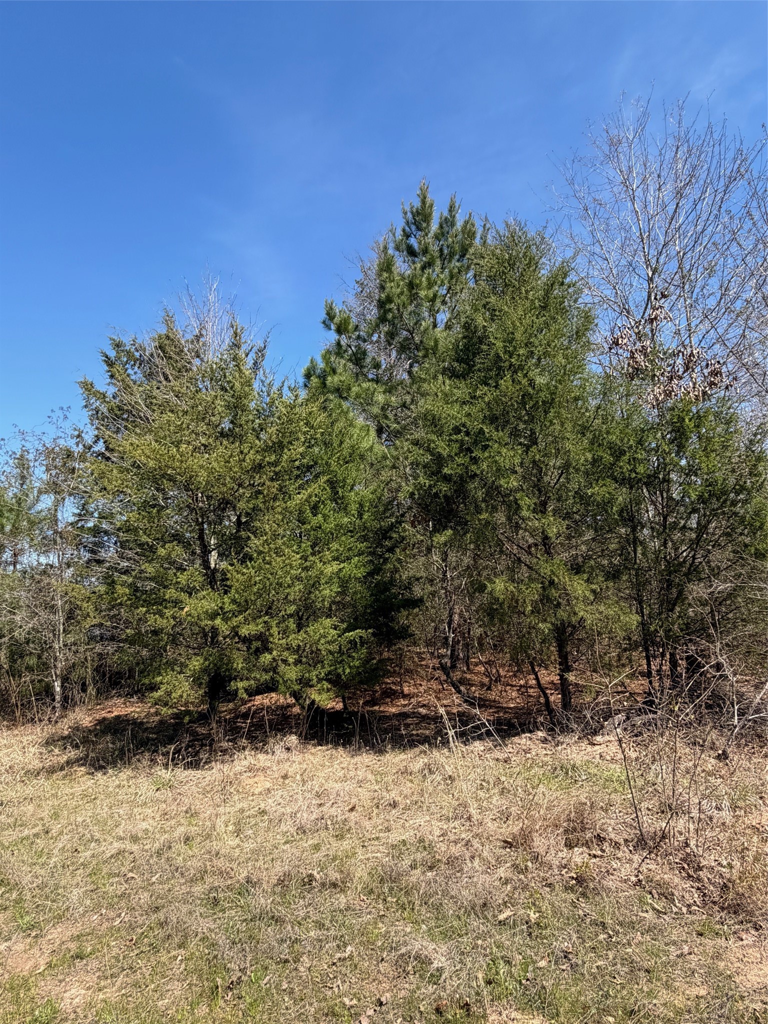 Tbd Cr 2382 Alba TX 75410