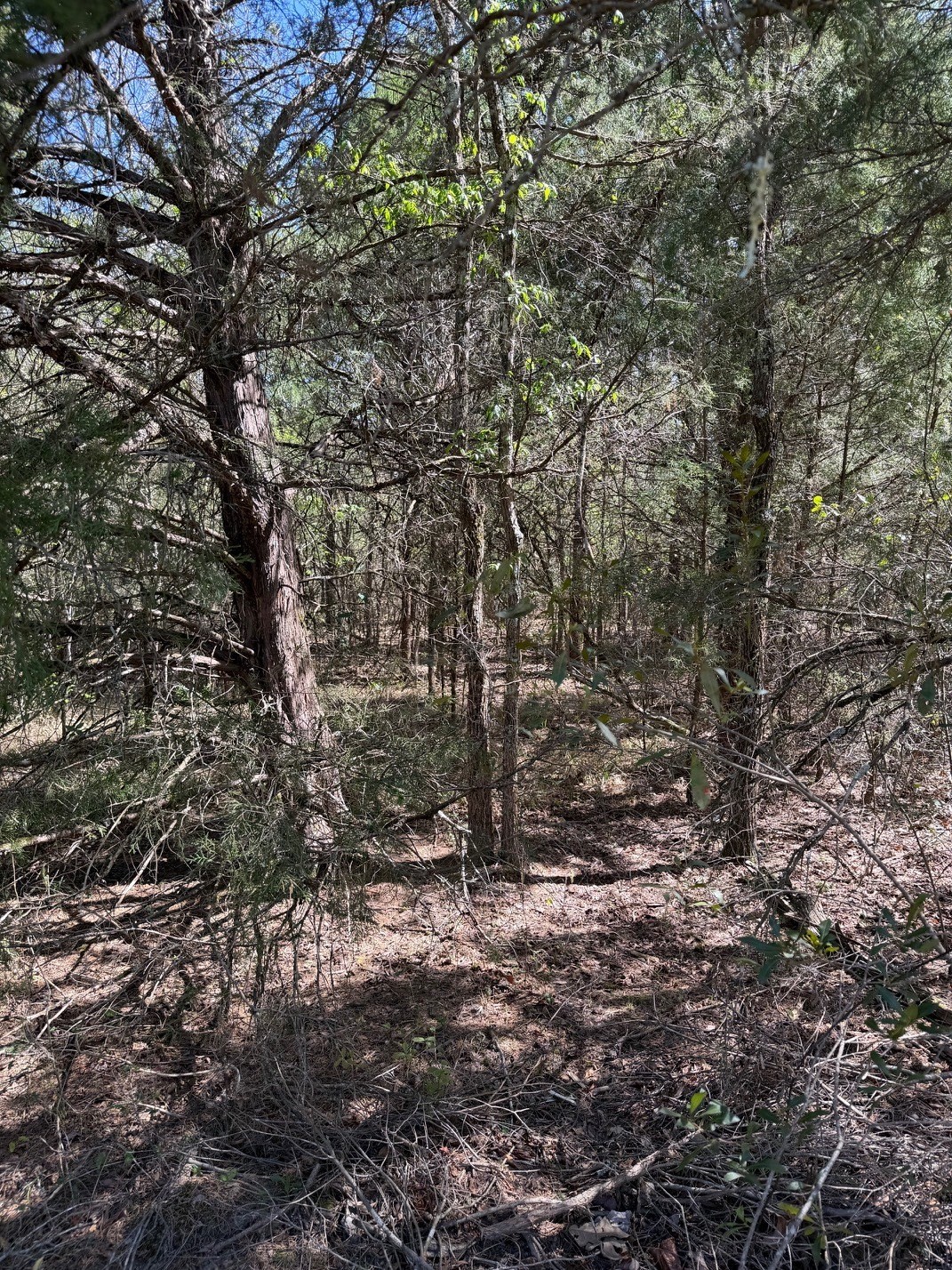 Tbd Cr 2382 Alba TX 75410
