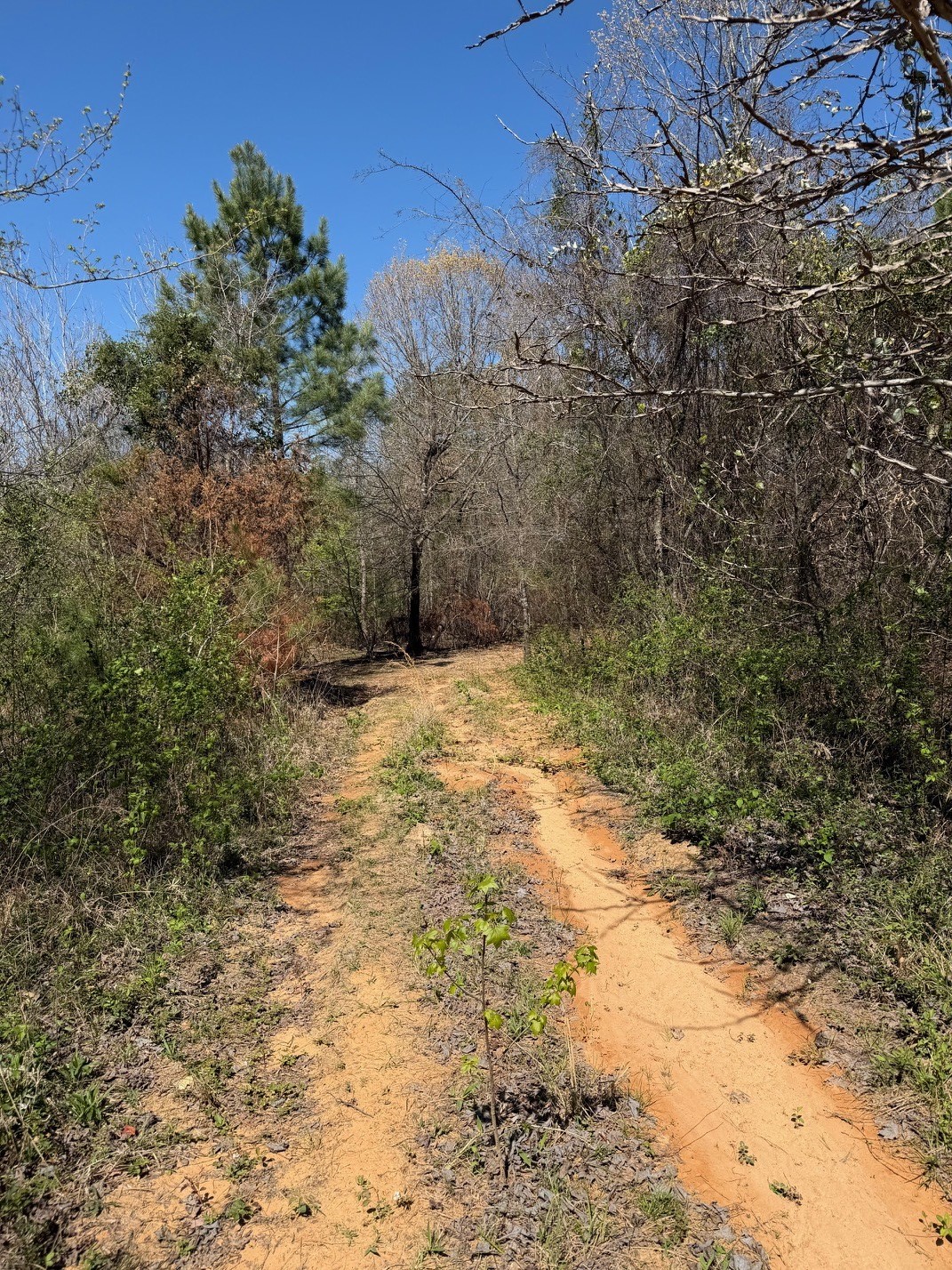Tbd Cr 2382 Alba TX 75410