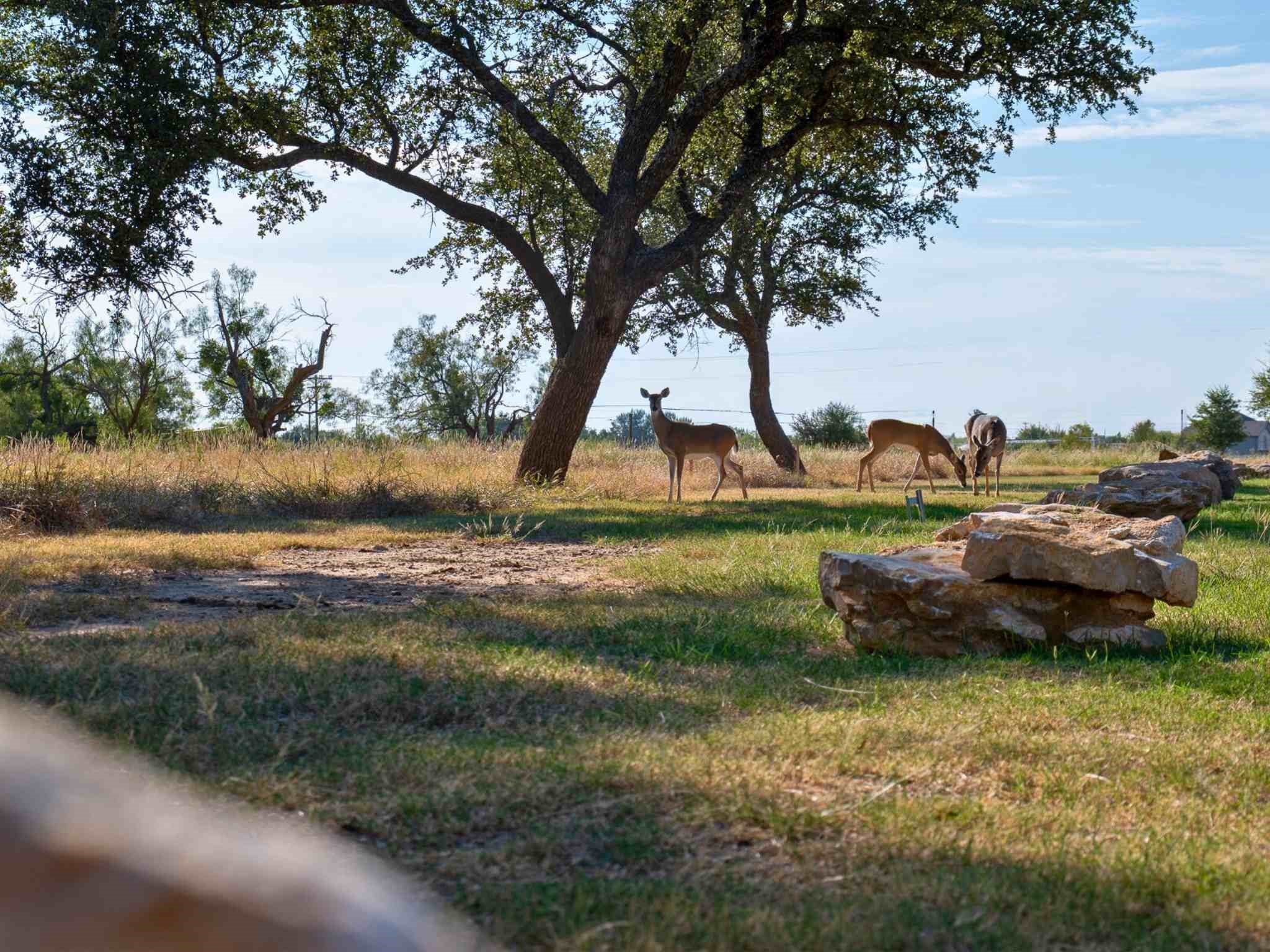 Lot 96 Westhill Drive Graford TX 76449
