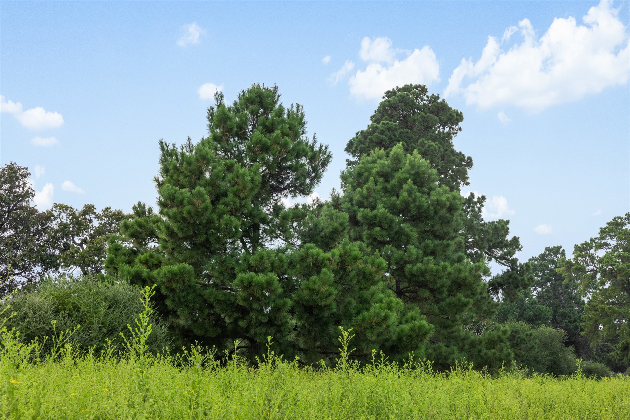 Trail 45 Pr 1315 Centerville TX 75833