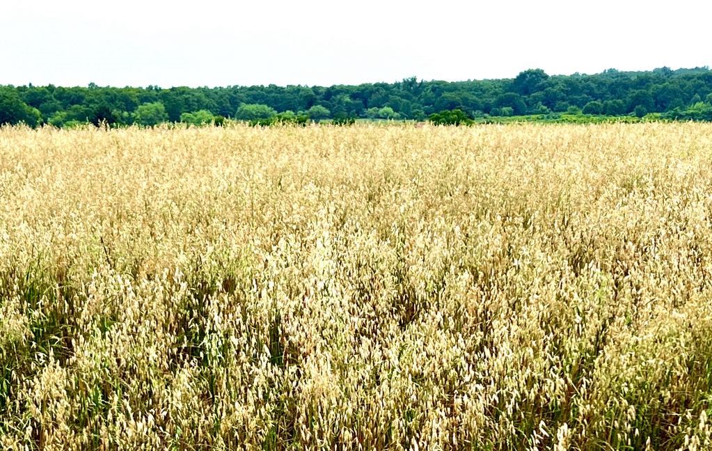 1179 County Road 1990 Chico TX 76431