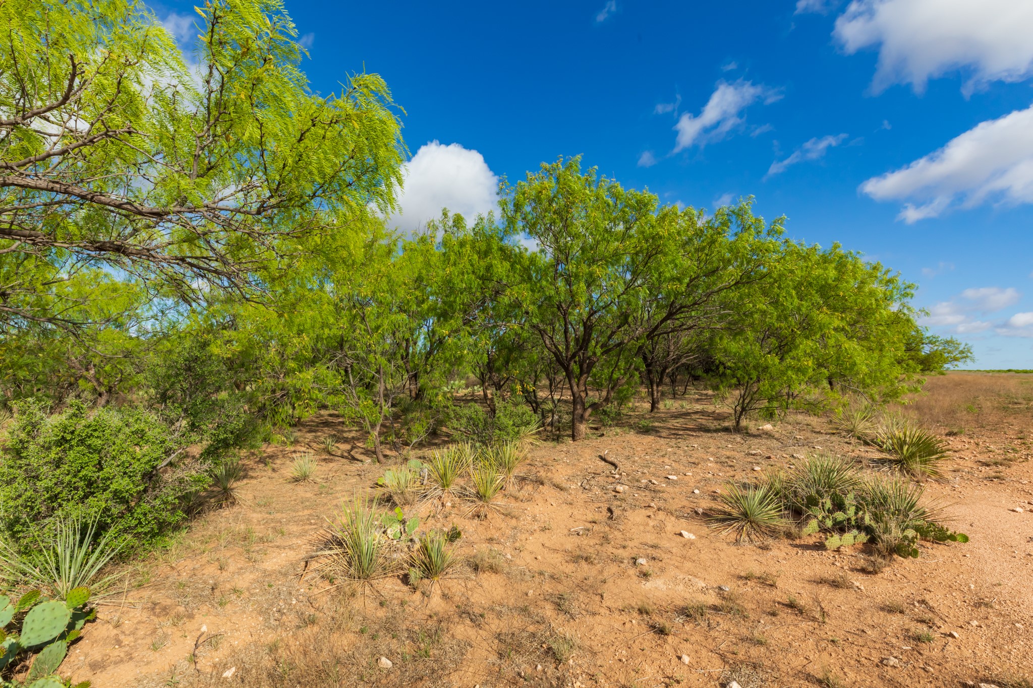 600 Fm 600 Haskell TX 79553