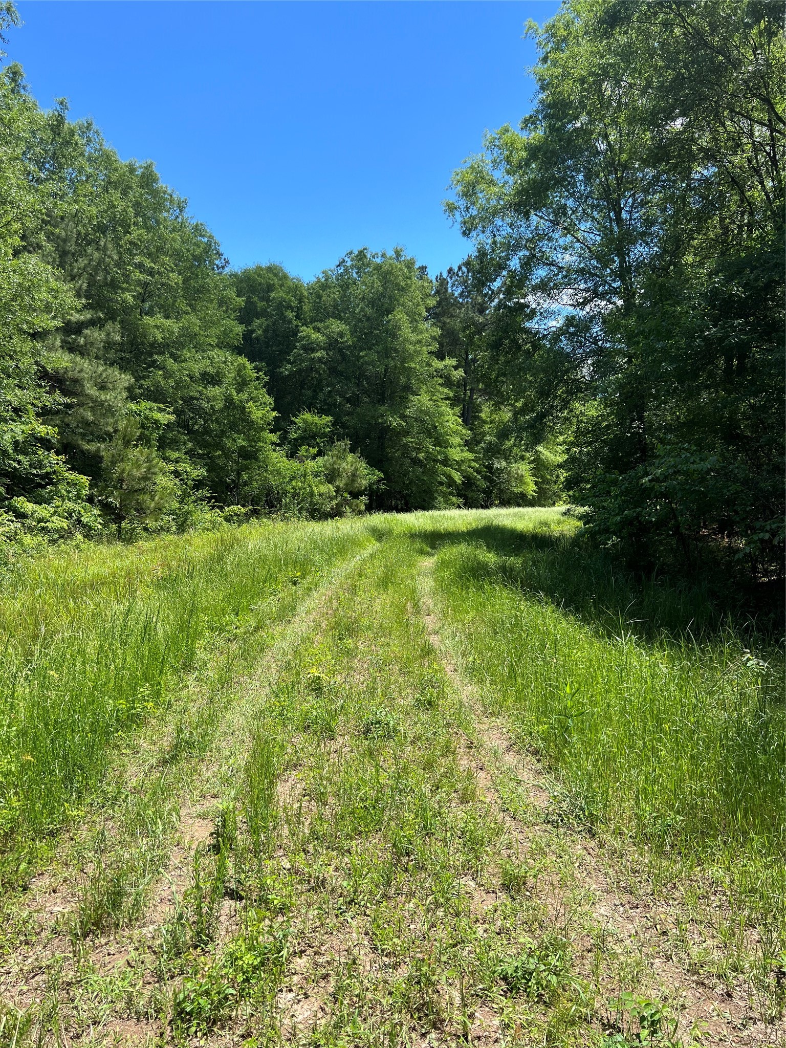 00 County Road 4223 Simms TX 75574