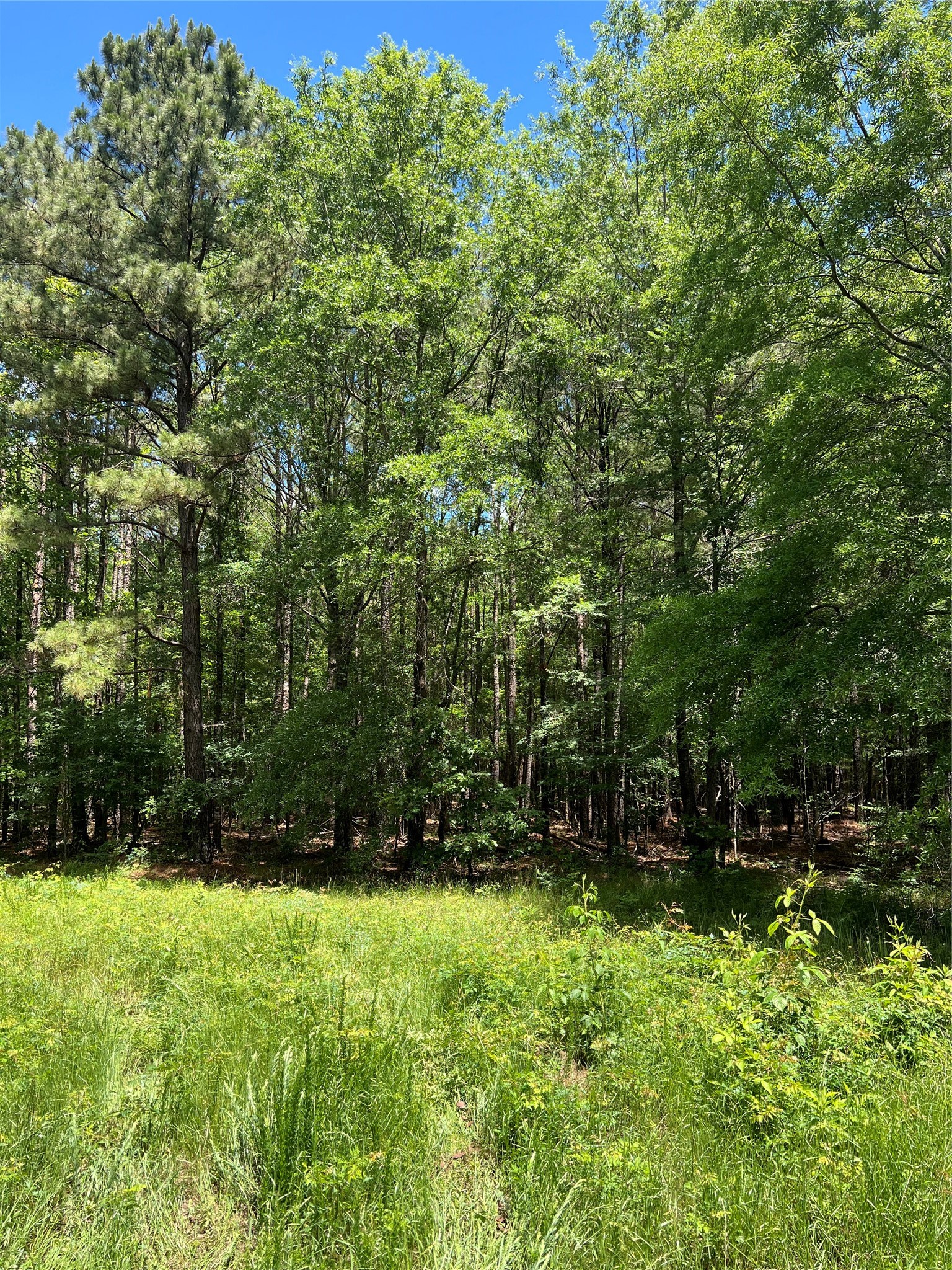 00 County Road 4223 Simms TX 75574