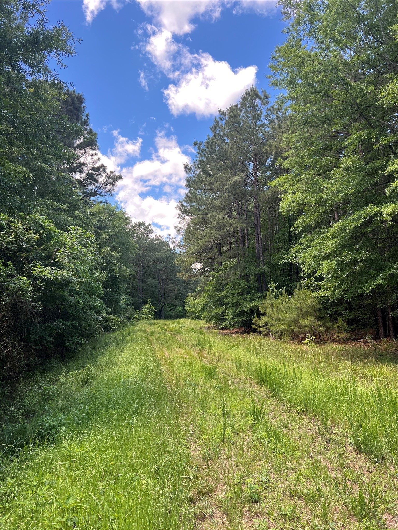 00 County Road 4223 Simms TX 75574