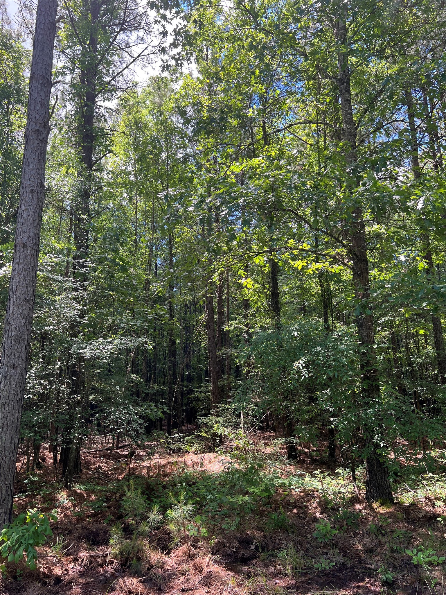00 County Road 4223 Simms TX 75574
