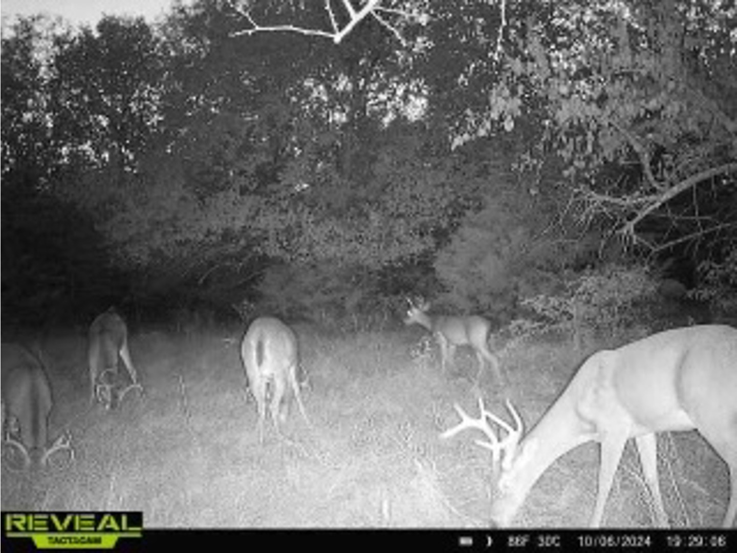 Tract 6 County Road 2935 Dodd City TX 75438