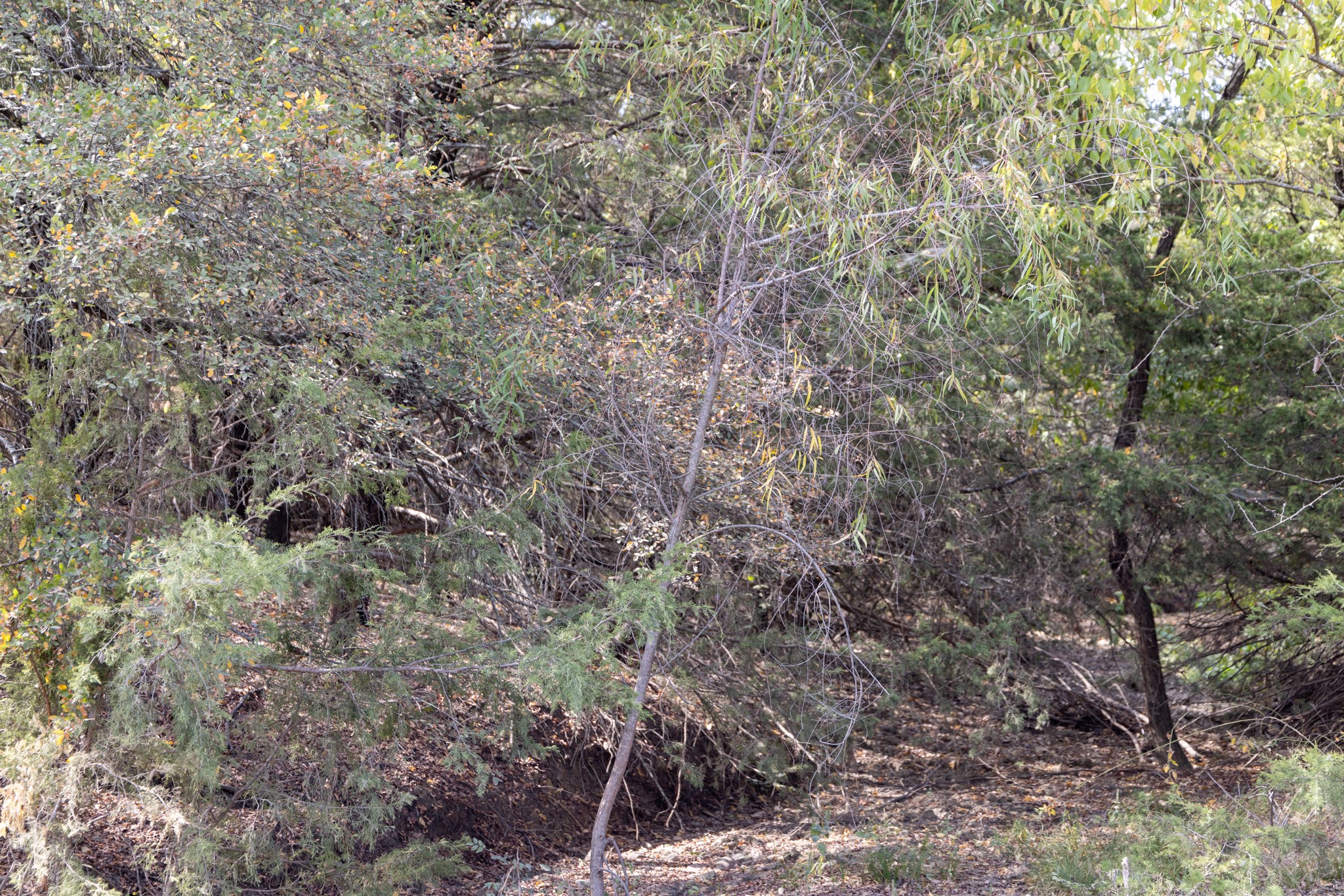 Tract 6 County Road 2935 Dodd City TX 75438