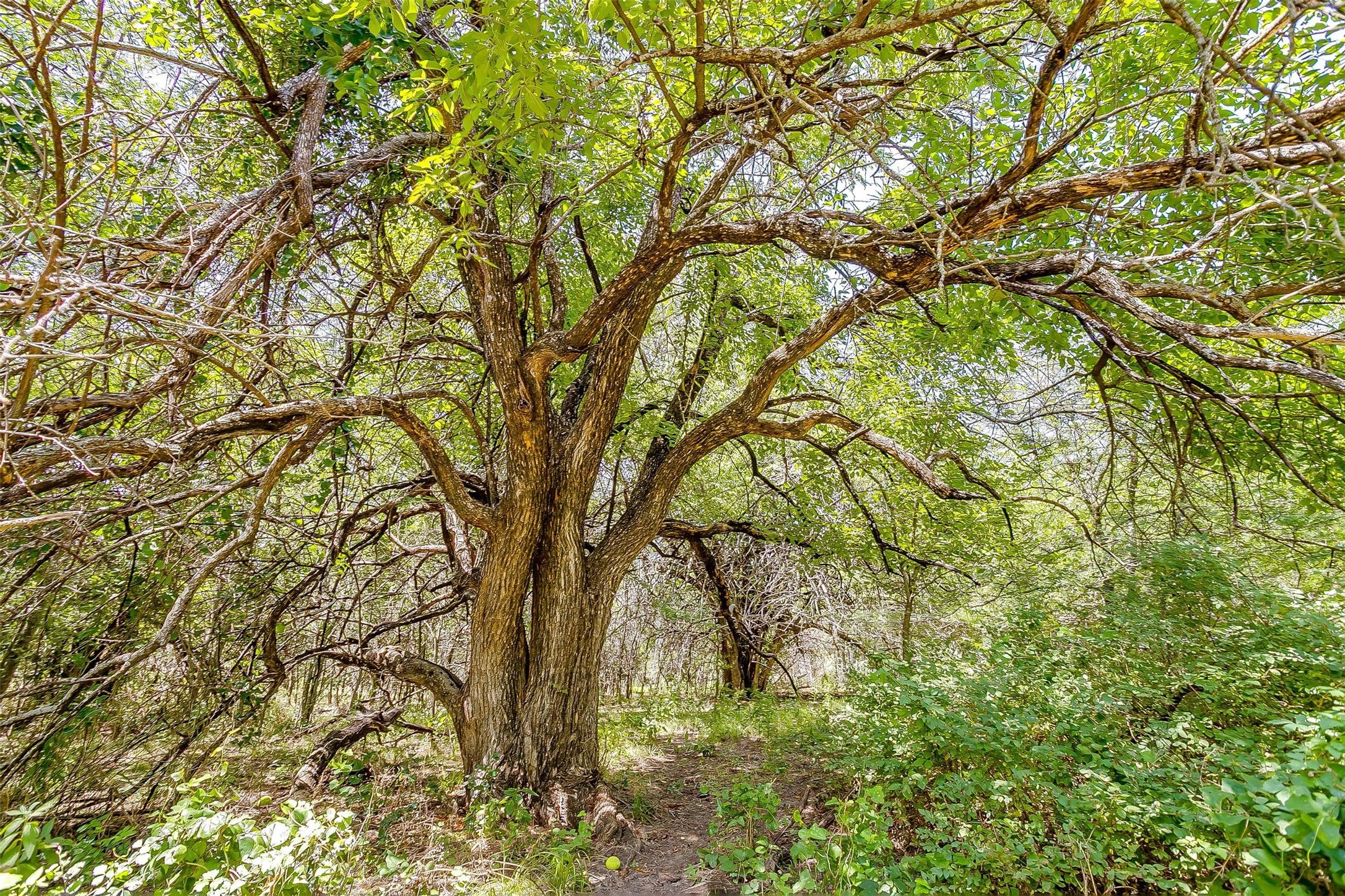 9715 Fm 2450 Sanger TX 76266