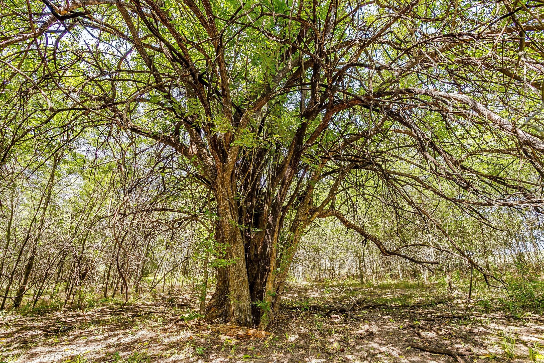 9715 Fm 2450 Sanger TX 76266