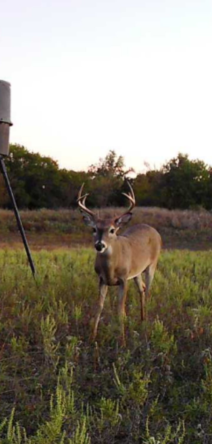1800 County Road 479 Gorman TX 76454