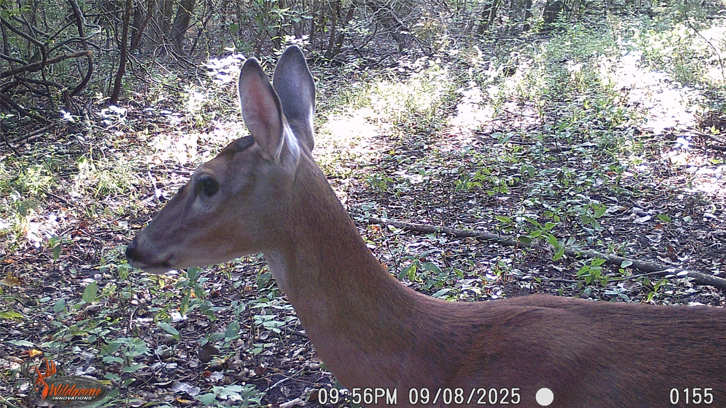 4640 Noell Road Anna TX 75409