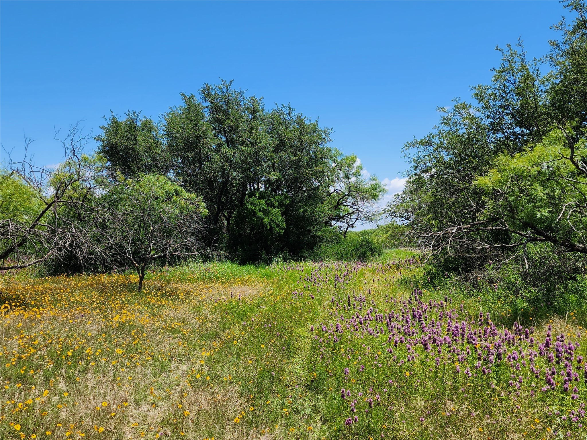 Tbd County Road 127 Rising Star TX 76471